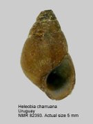 Heleobia charruana